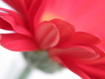 Red Flower, red nature, stem, color, flower HD wallpaper