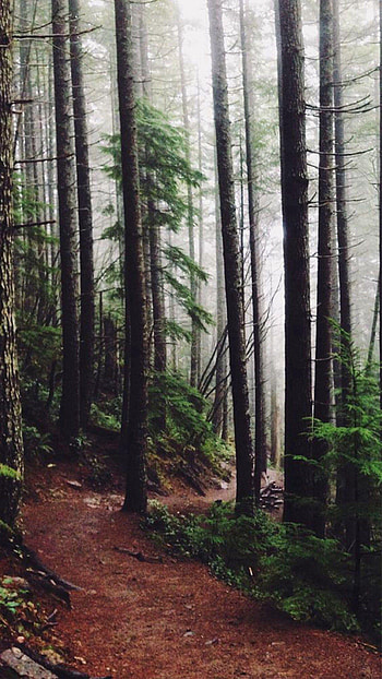 Tree , Hand-picked trees, Nature's artistry, Natural wonders HD phone wallpaper