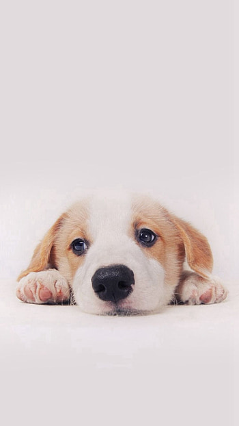 Cute dog , Adorable backgrounds, Lovely pet, -perfect HD phone wallpaper
