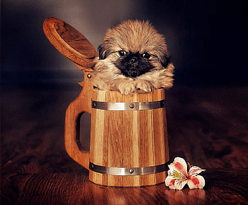 Beer dog :), sweet, pay, dogs, puppies, cute, beautiful, beauty, playful, playful dog, puppy, dog face, pretty, animals, face, bubbles, lovely HD wallpaper