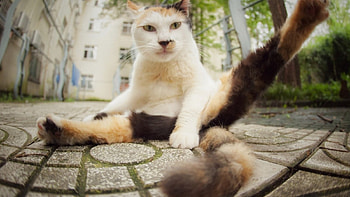 What's up?, relax, cat, funny, sitting HD wallpaper