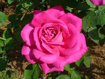 Rose, flowers, roses, flower HD wallpaper