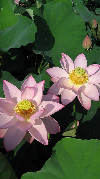 Water Lily, Flower HD phone wallpaper