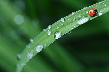 Animal, ladybug HD wallpaper