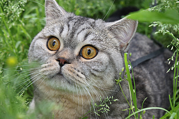 Animals, Grass, Cat, Eyes, Striped HD wallpaper