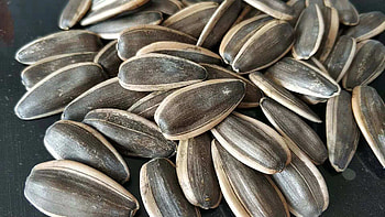 Giant sunflower seeds, Nutrient-rich snack, Wholesome goodness, Edible sunflower HD wallpaper