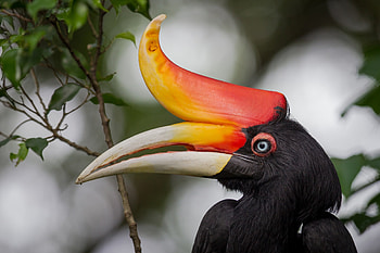 Bird, black, exotic, red, horn, pasare HD wallpaper