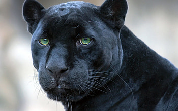 Animals, Muzzle, Big Cat, Sight, Opinion, Panther HD wallpaper
