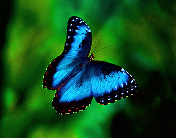 Shimmer, blue, wings, black, butterfly, green, morpho HD wallpaper