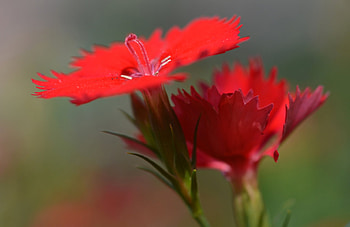 Flowers, Macro, Buds, Chinese Carnation HD wallpaper