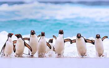 Southern rockhopper, Penguins HD wallpaper