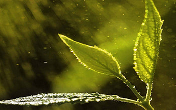Leaves, Drops, Plant, Macro HD wallpaper