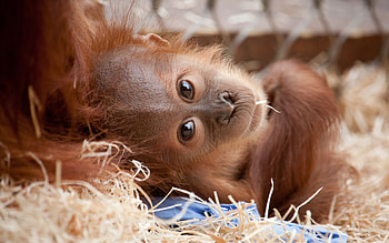 Orangutan, Playful antics, Tree-dwelling, Natural habitat HD wallpaper