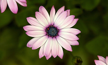 Flowers, Flower, Petals, Close-Up HD wallpaper