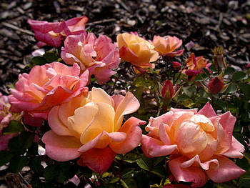 scattered roses, autumn, pink, bouquet, roses HD wallpaper