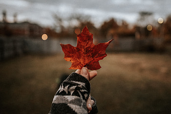 Nature, Hand, Brown, Dry, Leaflet, Maple HD wallpaper