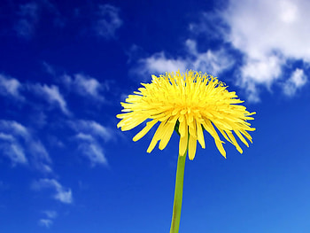 Flowers, Sky, Clouds, Summer, Dandelion HD wallpaper