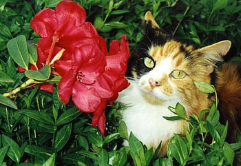 Cat and flower, cats, flowers HD wallpaper