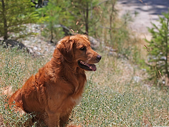 Red dog, animal, dog, puppy, nature, grass, pet HD wallpaper