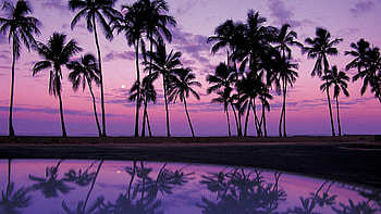 Purple palm trees, Vibrant colors, Stunning graphy, Tropical vibes HD wallpaper