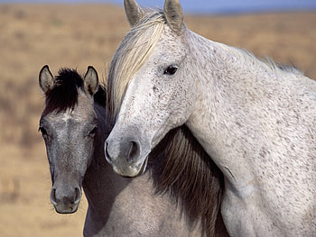 Animals, Horses HD wallpaper