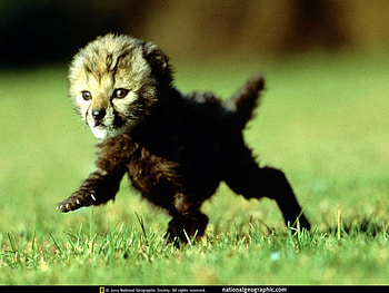 adi, other, animals HD wallpaper