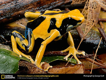 Poison Dart Frog, poison dart, frogs HD wallpaper