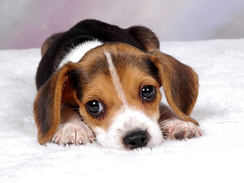 Animals, To Lie Down, Lie, Muzzle, Spotted, Spotty, Sight, Opinion, Puppy HD wallpaper