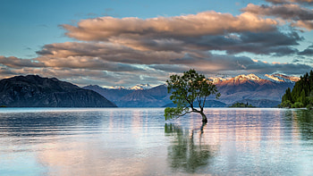 Tree Inside Lake, tree, lake, nature, mountains HD wallpaper