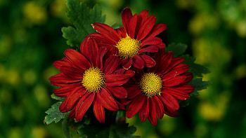 Chrysanthemum, Flowers, Trio, Closeup HD wallpaper