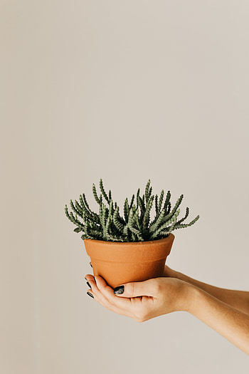 Flowers, Plant, Hands, Cactus, Pot, Succulent HD phone wallpaper