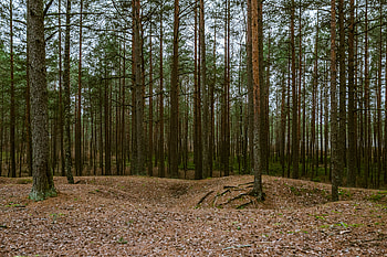Nature, Trees, Pine, Coniferous, Forest HD wallpaper