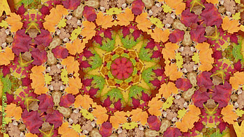 Maples in the Middle, Autumn Leaves, golden yellow, co11age, kaleidoscopes too1, kaleidoscopes, shapes, colorful, maple leaves, leafy, leaf HD wallpaper