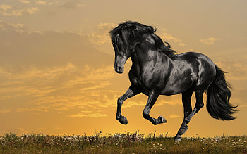 Elegant horse portraits, Stunning grace, Timeless beauty, Equine magnificence HD wallpaper