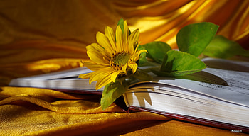 Sunflower book, golden, beautiful, sunflower, book, pretty, flower, yellow, pages, lovely HD wallpaper