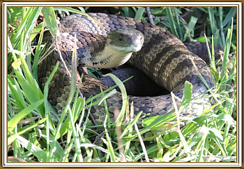 TIGER SNAKE, NATURE, SNAKE, TIGER HD wallpaper