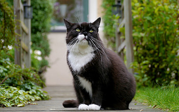 Animals, Sit, Cat, Spotted, Spotty, Sight, Opinion, Thick, Fat HD wallpaper