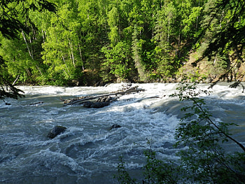 Eagle River, Alaska, river, flowing, alaska, rocks, green, trees, nature, water, forest HD wallpaper