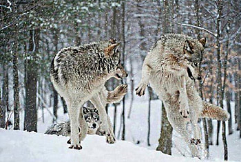 together in the snow, pair, playing, wolves, of HD wallpaper