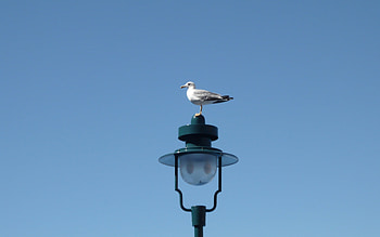 Weather Vane, blue, sea, gull, birds, animals, post, lamp, sky HD wallpaper