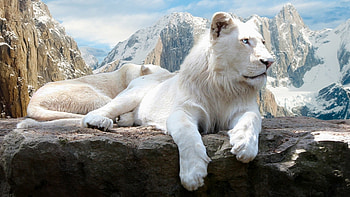 White Lions Roaring - . HD wallpaper