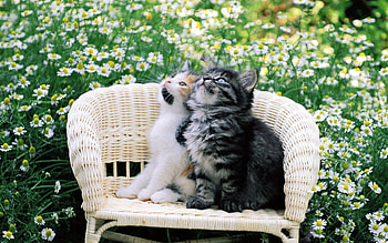 Animals, Camomile, Chair, Couple, Pair, Cute, Kittens, Waiting, Expectation HD wallpaper