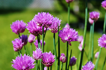 Chive growing, Harvest information, Culinary herb, Allium schoenoprasum HD wallpaper