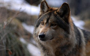 Animals, Spotted, Spotty, Wolf, Sight, Opinion, Wild HD wallpaper