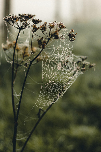 Web, Plant, Macro, Dew HD phone wallpaper