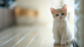 White kitten , White kitten, , Kitten HD wallpaper