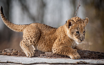 Leopard, kitten, kitty, cats, cute, sleepy, sleeping, beauty, animals, hat, sweet, cat, beautiful, paws, cat face, pretty, face, lovely HD wallpaper