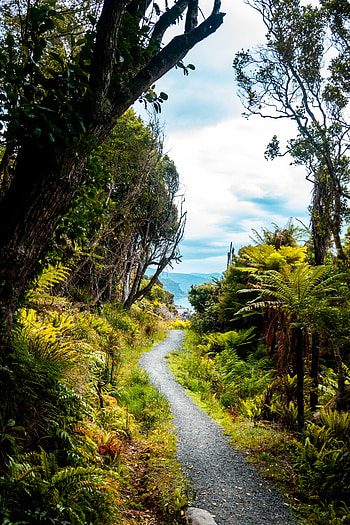 Nature, Greens, Path, Tropical, Jungle HD phone wallpaper