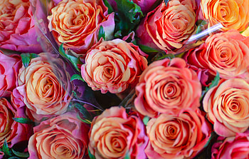 Bouquet, red roses, flowers, gift HD wallpaper