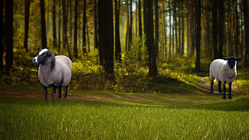 Sheep in , Captivating , Stunning wooly creatures, Beautiful visual design HD wallpaper